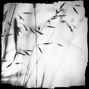 Gräser schwarzweiss mit zerrissenem Rahmen